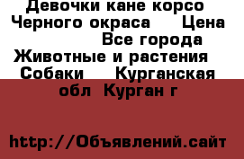 Девочки кане корсо. Черного окраса.  › Цена ­ 65 000 - Все города Животные и растения » Собаки   . Курганская обл.,Курган г.